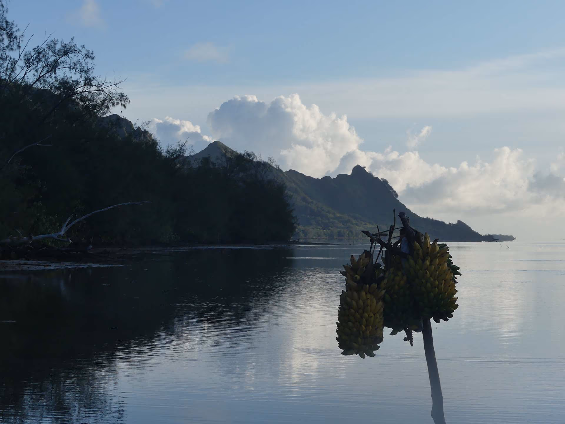 Régimes de bananes au bord de l'eau