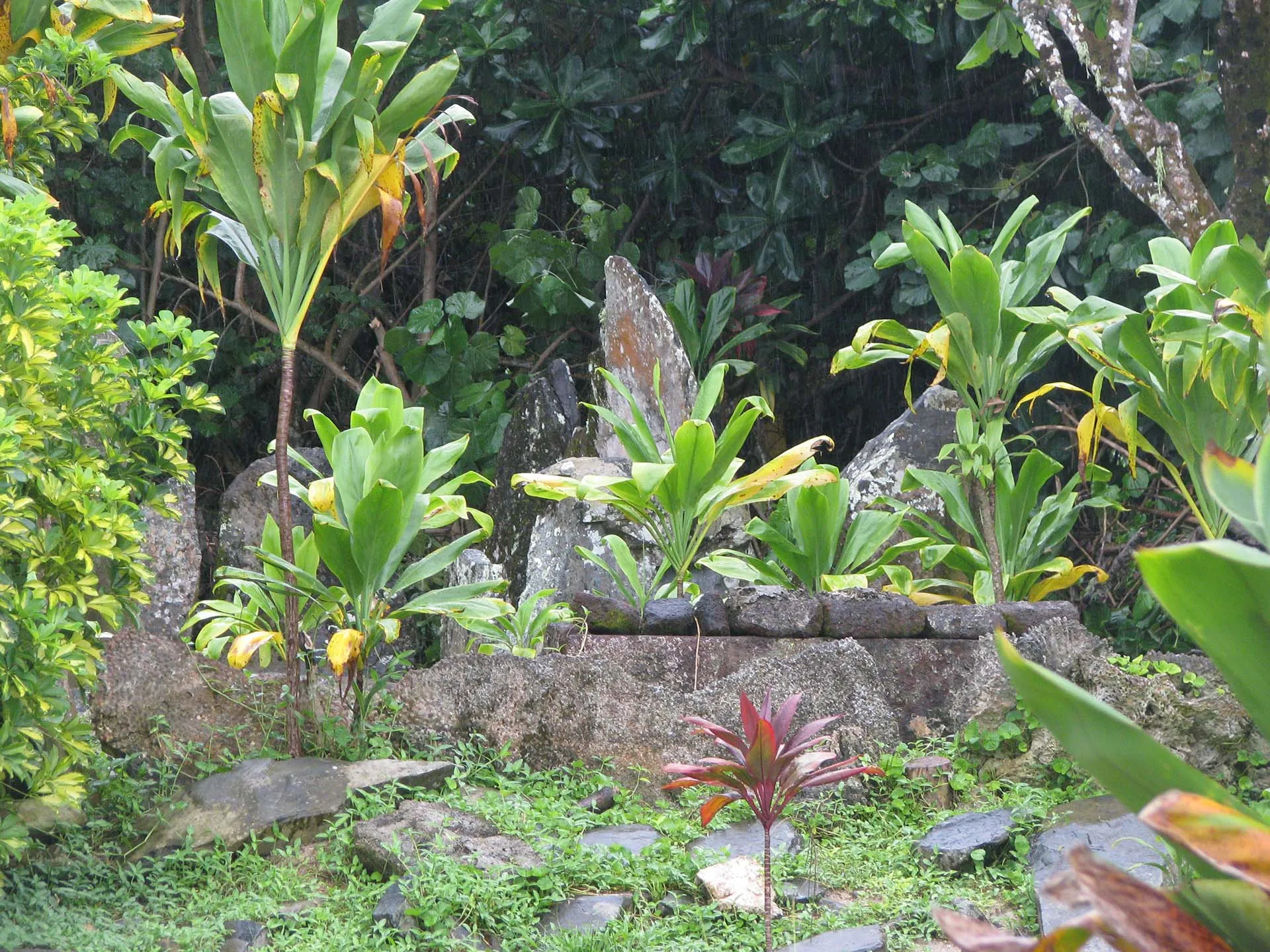 Jardin du fare de la pension Nuruata