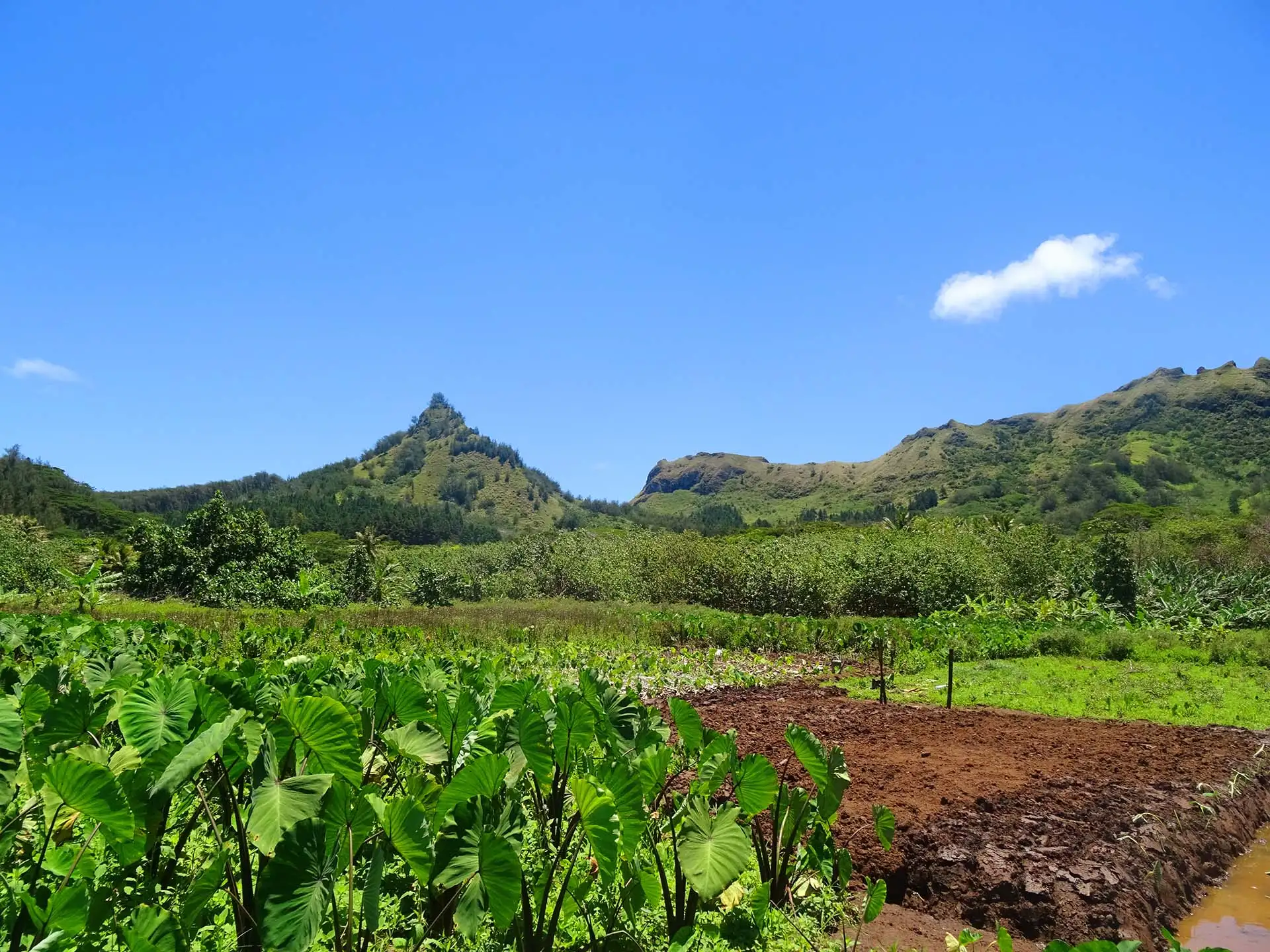 Champs de taro et montagne de Raivavae